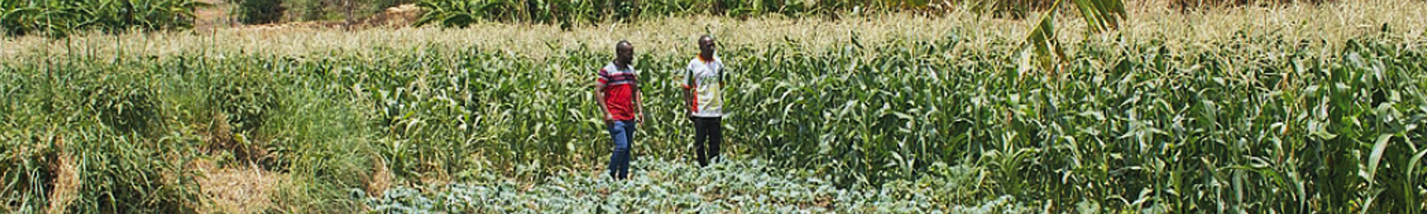 CASA Stories From The Field Irrigation Fields Of Farmers Under Chipelaka Cooperative Banner